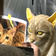 Image for article titled Turn Your Cat's Face Into A Wearable Mask